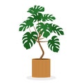 Monstera in a pot. Tropical home plant isolated on white background. Indoor exotic palm. Vector illustration.